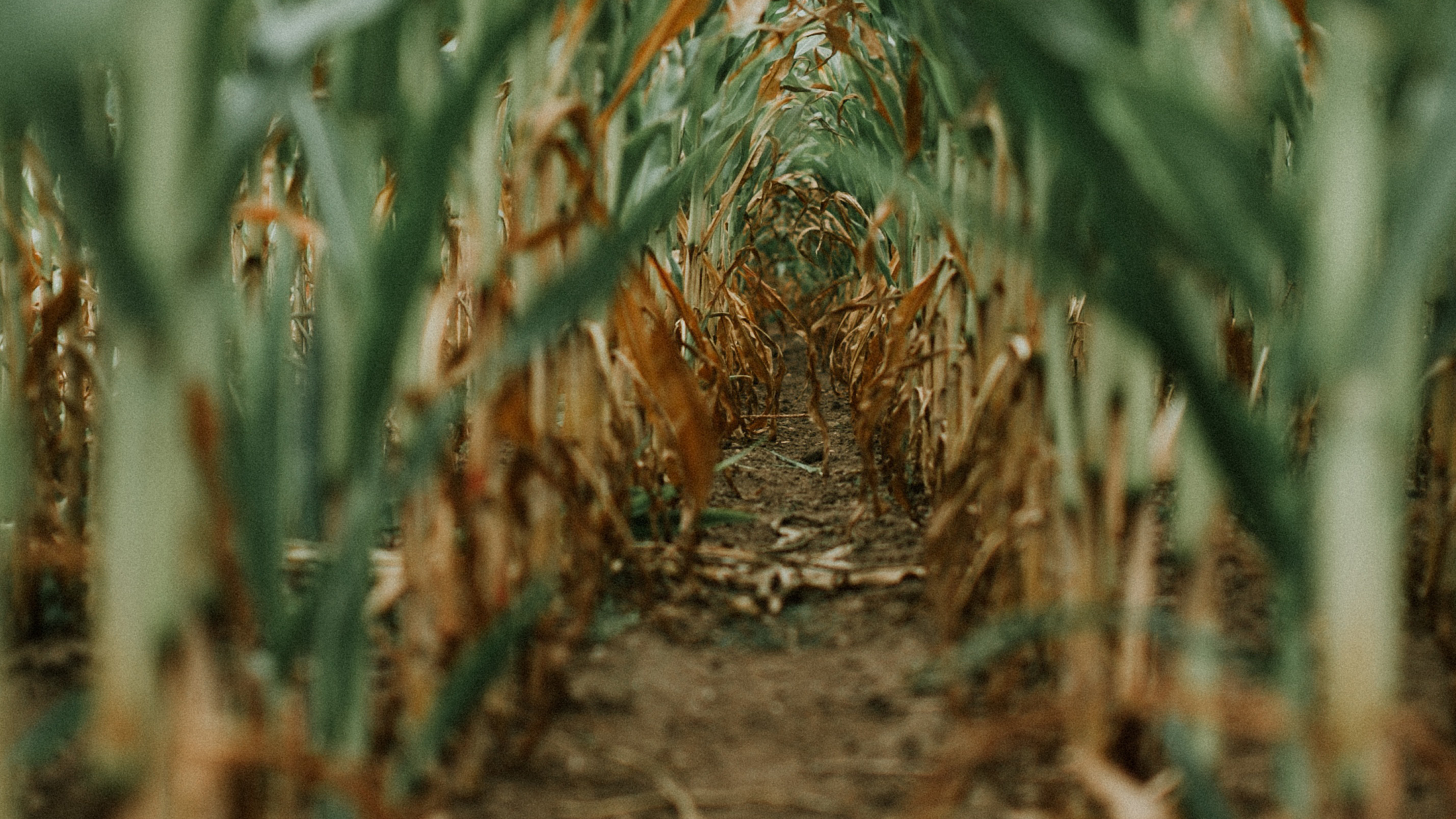 Sannda Corn Field 3772953