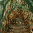 Sannda Corn Field 3772953