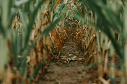 Sannda Corn Field 3772953