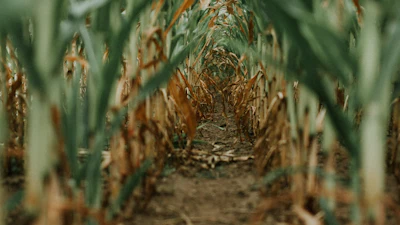 Sannda Corn Field 3772953