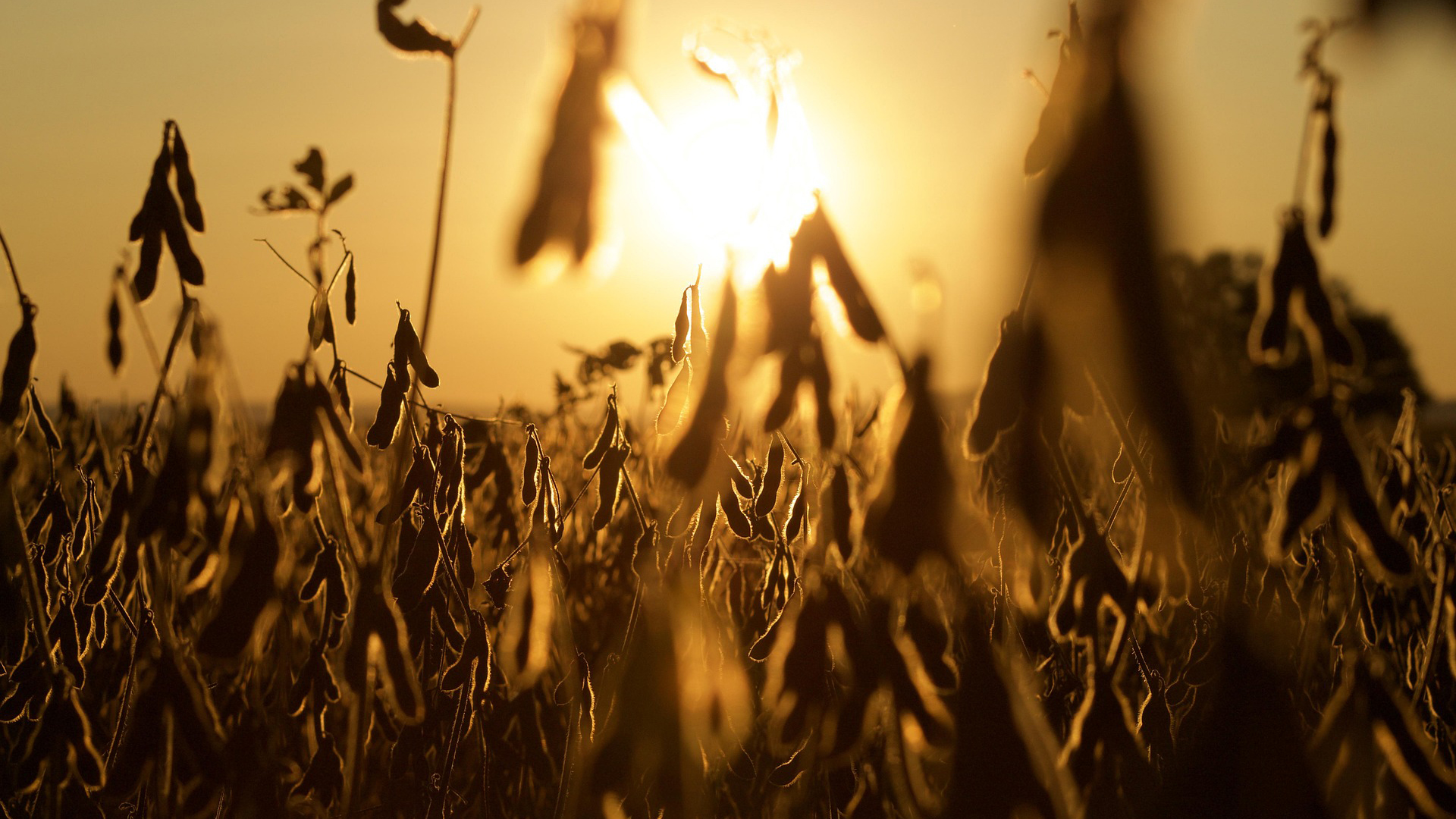 Soybeans Harvest Ready At Sunset Mbrady321 Pixabay