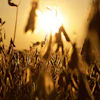 Soybeans Harvest Ready At Sunset Mbrady321 Pixabay