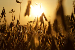 Soybeans Harvest Ready At Sunset Mbrady321 Pixabay