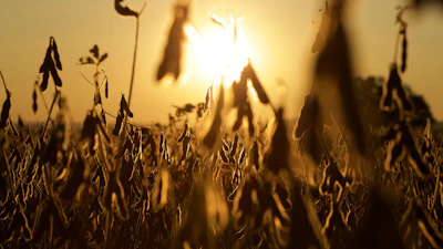 Soybeans Harvest Ready At Sunset Mbrady321 Pixabay
