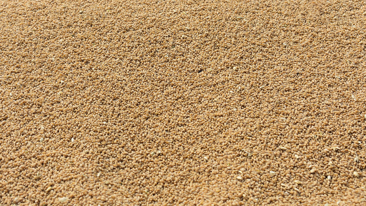 Wheat Post Harvest Pile Rajatsakhiya Pixabay