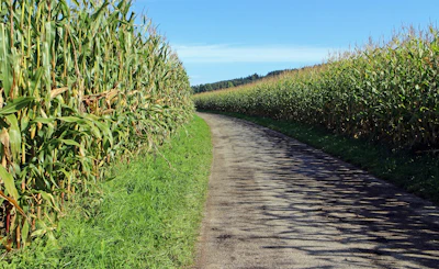 Antranias Economic Route 453902 1920