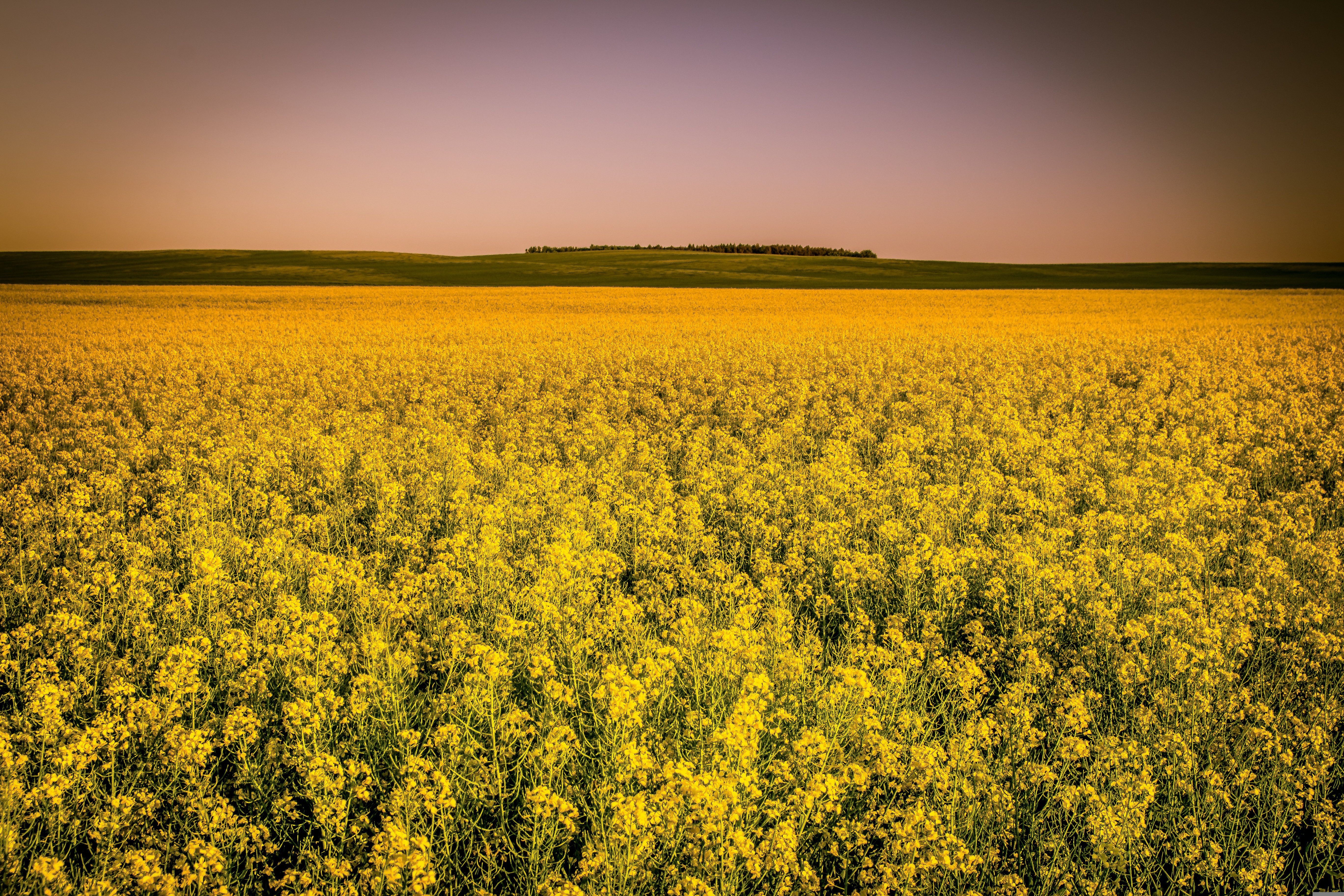 Arcaion Canola Field 4328085