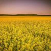 Arcaion Canola Field 4328085