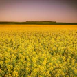 Arcaion Canola Field 4328085