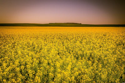 Arcaion Canola Field 4328085