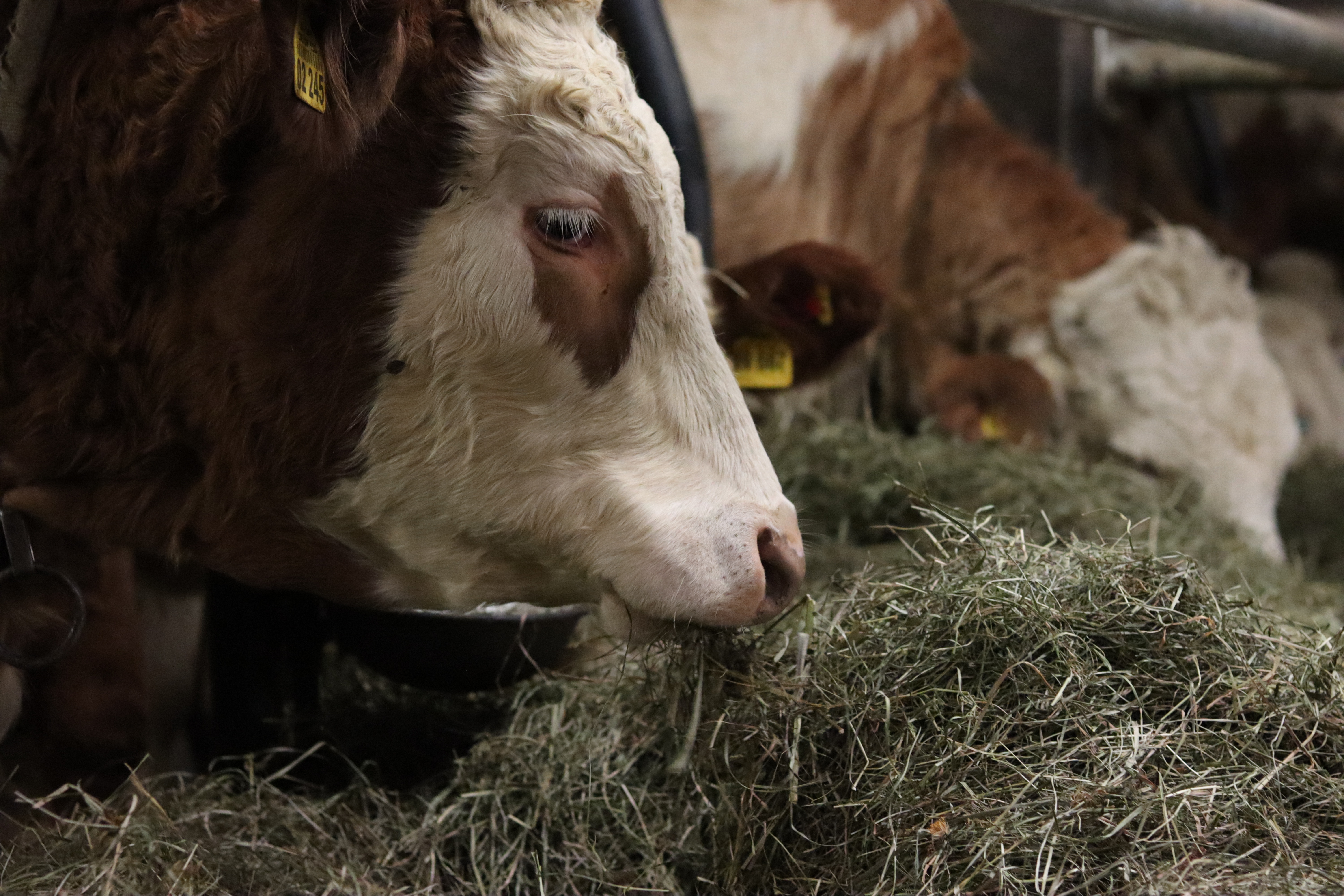 Brankojet Cow 4027725