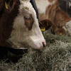 Brankojet Cow 4027725
