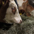 Brankojet Cow 4027725