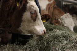 Brankojet Cow 4027725