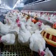 Broilers Feed