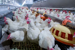 Industrial poultry farm with hundreds of white chickens with pink markings in a climate-controlled facility.
