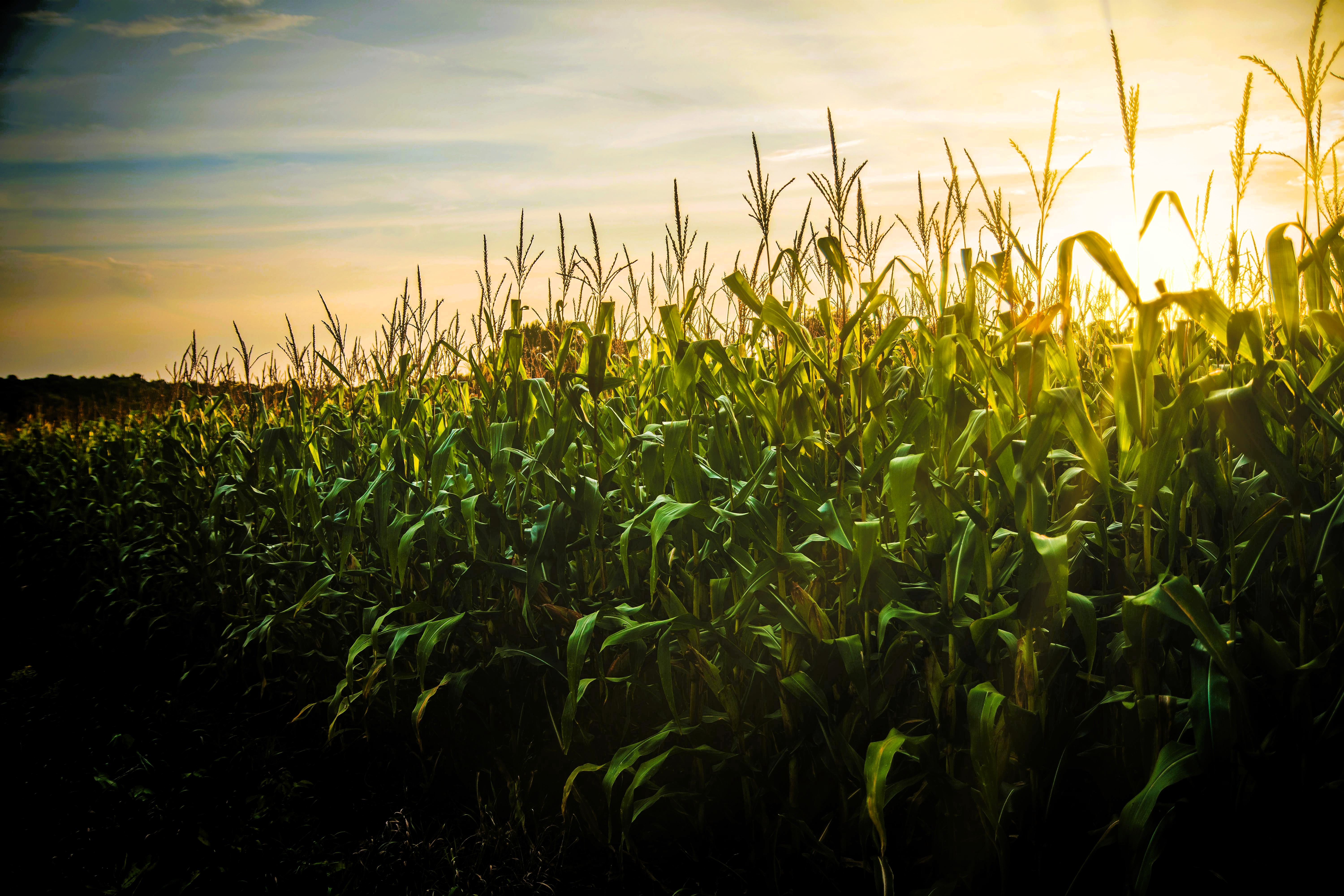Corn Field In Sunshine