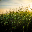 Corn Field In Sunshine