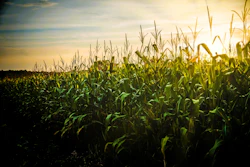 Corn Field In Sunshine