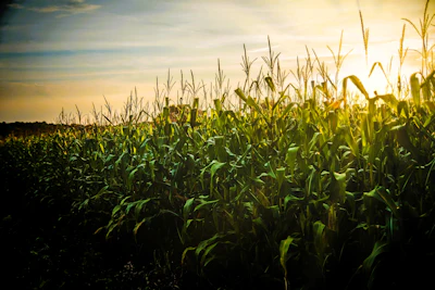 Corn Field In Sunshine
