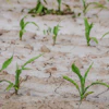 Couleur Cornfield 4240209
