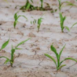 Couleur Cornfield 4240209