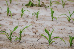 Couleur Cornfield 4240209