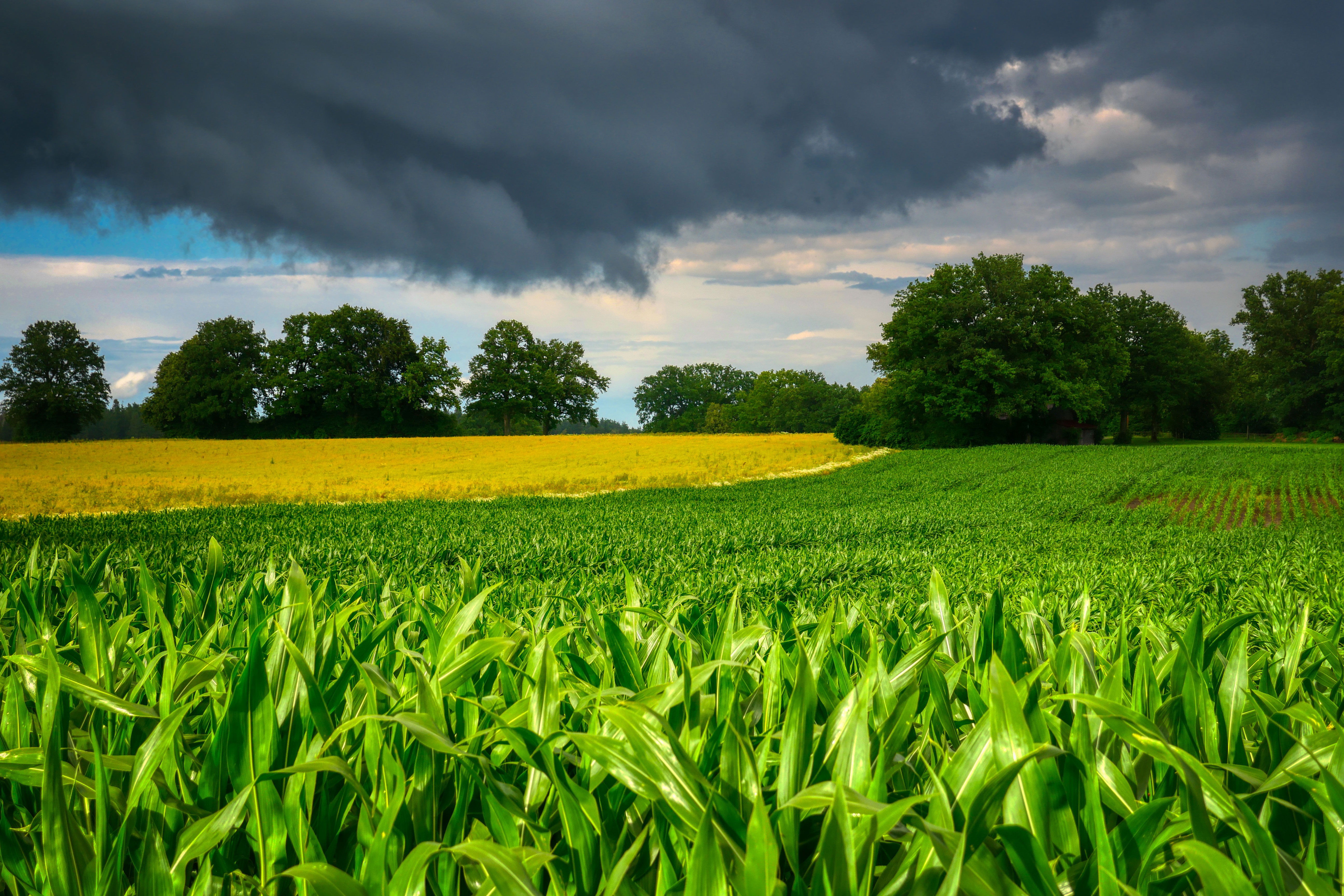 Fietzfotos Cornfield 6471721