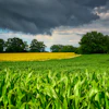 Fietzfotos Cornfield 6471721
