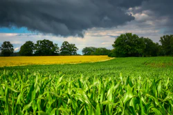 Fietzfotos Cornfield 6471721