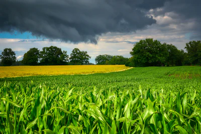 Fietzfotos Cornfield 6471721