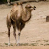 Garten Gg Animals 4328195