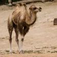 Garten Gg Animals 4328195