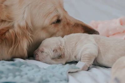 Golden retriever mother nuzzling her newborn cream-colored puppy on a soft blue blanket