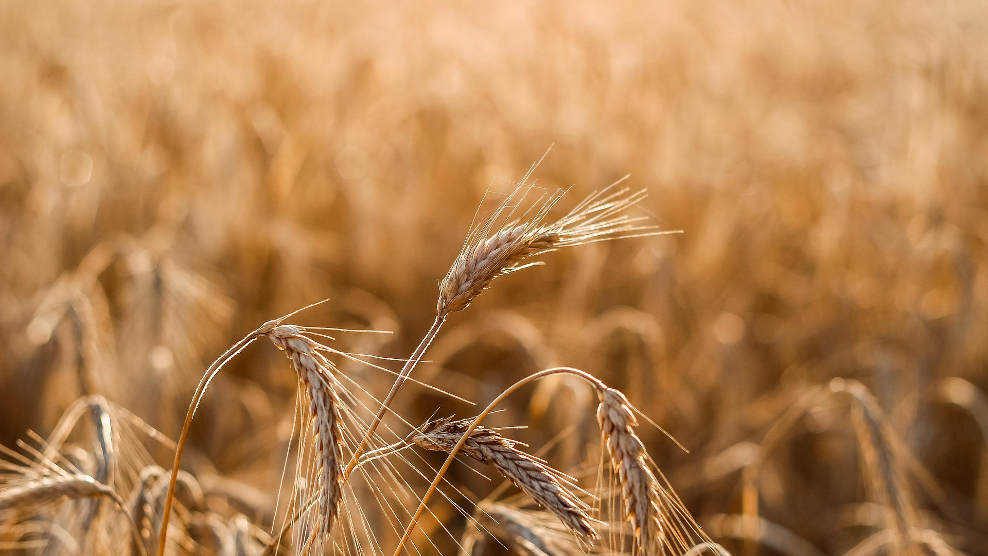 Golden Wheat Field Pixabay Julydecem