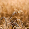 Golden Wheat Field Pixabay Julydecem