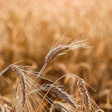 Golden Wheat Field Pixabay Julydecem