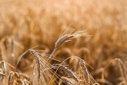 Golden Wheat Field Pixabay Julydecem