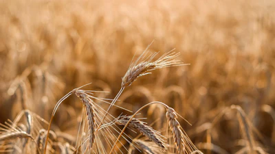 Golden Wheat Field Pixabay Julydecem