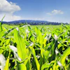 Gregmontani Field 852242 1920