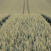 Heckimg Field 9665657 1920