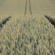 Heckimg Field 9665657 1920