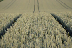 Heckimg Field 9665657 1920