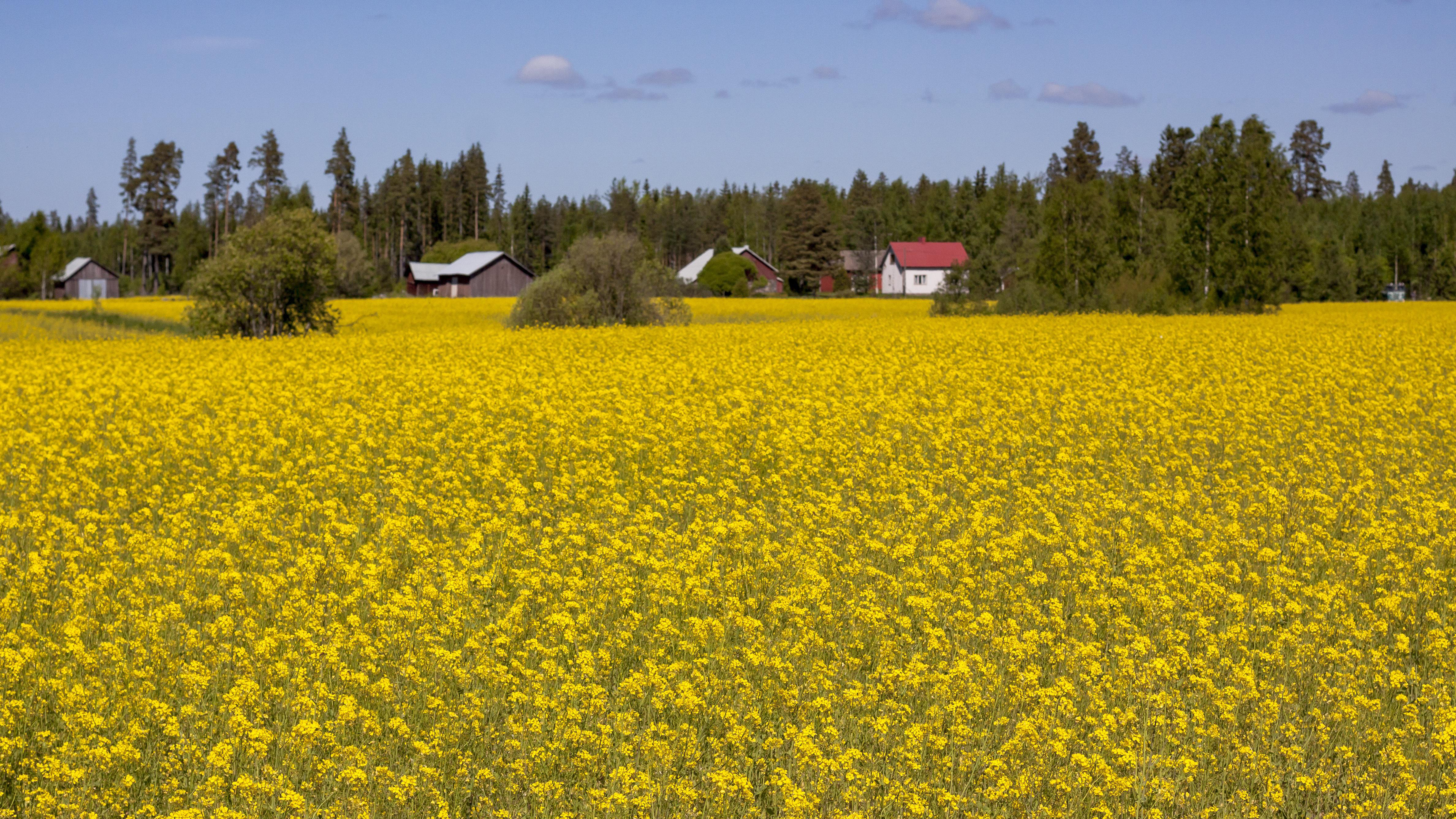 Rapeseed Flowering Field Farm Pixabay Ltapsah