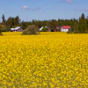 Rapeseed Flowering Field Farm Pixabay Ltapsah
