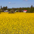 Rapeseed Flowering Field Farm Pixabay Ltapsah