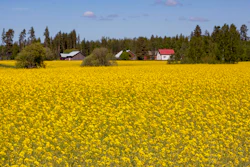 Rapeseed Flowering Field Farm Pixabay Ltapsah