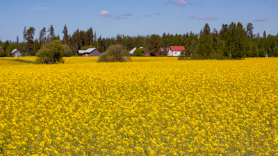 Rapeseed Flowering Field Farm Pixabay Ltapsah