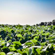 Soybean Field In Sun Pixabay Die9ov