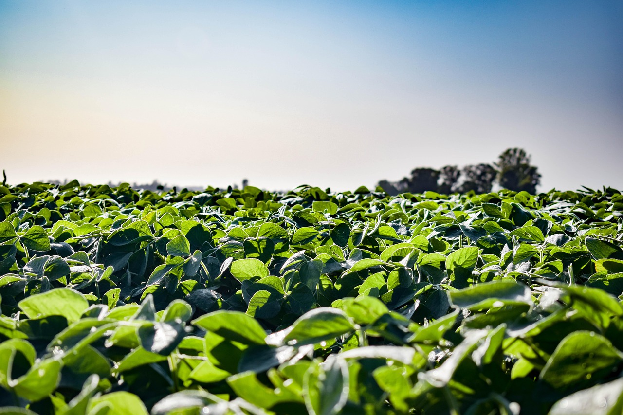 Soybean Field In Sun Pixabay Die9ov